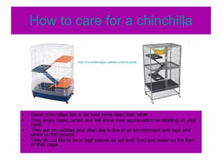 How to care for a chinchilla Some chinchillas like to be held more often than other.  They enjoy being petted and will show their appreciation be nibbling on your hand.  They eat dry kibbles and often like to live in an environment with toys and straw on the ground.  They do not like to be in high places so set their food and water on the floor of their cage.  http://chinchillacages.net/wp-content/uploads/2008/06/chinchillacage.jpg 
