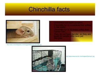 Chinchilla facts   Chinchillas are agile jumpers.  Chinchilla fur is considered the softest in the world.  Chinchilla fur is 30 times softer than human hair.  They do not have dander, so they are great for people who have pet allergies.  http://www.chinchillaplanet.com/images/flattened-chinchilla.jpg http://www.stevemercier.com/images/Dulcinea1.jpg 