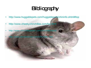 Bibliography  http://www.huggablepets.com/huggablepets/chininfo.shtml#top http://www.cheekychinchillas.com/faq.html http://www.chinchillaplanet.com/chinchilla-facts/ http://www.stevemercier.com/chinchilla.html 
