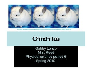 Chinchillas  Gabby Lohse Mrs. Reed Physical science period 6 Spring 2010   http://www.chinchillas.com/newsletter/images/royalpersianpressrelease/Royal-Persian-Angora-Chinch.jpg 