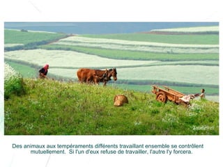 Chine lexiaguo en-yunnan-ff