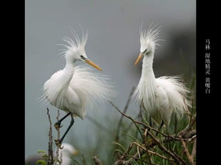 马
林
湿
地
精
灵
黄
嘴
白
 