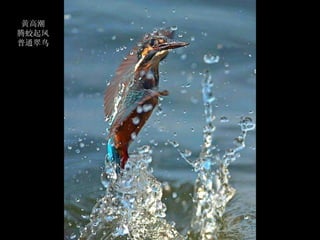 黄高潮
腾蛟起凤
普通翠鸟
 