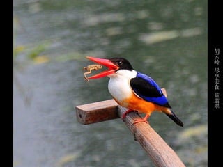 胡
云
岭
尽
享
美
食
蓝
翡
翠
 