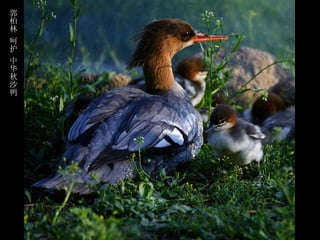 郭
柏
林
呵
护
中
华
秋
沙
鸭
 