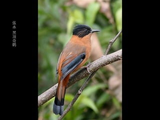 张
永
黑
顶
奇
鹛
 