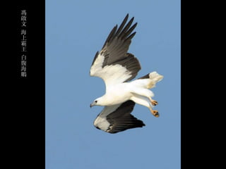 馮
啟
文
海
上
霸
王
白
腹
海
鵰
 