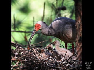 郭宝华
 呵护
 朱鹮
 
