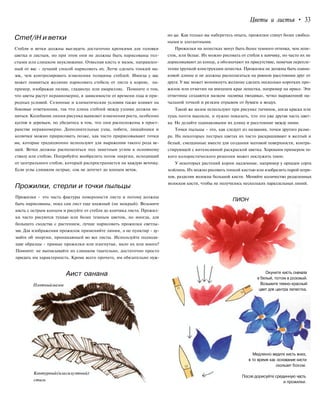 Цветы и листья • 33
Cmef/iH и ветки
Стебли и ветки должны выглядеть достаточно крепкими для головки
цветка и листьев, но при этом они не должны быть нарисованы тол-
стыми или слишком неуклюжими. Отвесная кисть и мазок, направлен-
ный от вас - лучший способ нарисовать их. Легче сделать тонкий ма-
зок, чем контролировать изменения толщины стеблей. Иногда у вас
может появиться желание нарисовать стебель от листа к корню, на-
пример, изображая лилию, гладиолус или амариллис. Помните о том,
что цветы растут неравномерно, в зависимости от времени года и при-
родных условий. Сезонные и климатические условия также влияют на
боковые ответвления, так что длина стеблей между узлами должна ме-
няться. Колебание линии рисунка выявляет изменения роста, особенно
кустов и деревьев, но убедитесь в том, что они расположены в прост-
ранстве неравномерно. Дополнительные узлы, побеги, лишайники и
колючки можно пририсовать позже, как часто пририсовывают точки
ми, которые традиционно используют для выражения такого рода ве-
щей. Ветки должны располагаться под заметным углом к основному
стволу или стеблю. Попробуйте вообразить поток энергии, исходящий
от центрального стебля, который распространяется на каждую веточку.
Если углы слишком острые, сок не дотечет до концов веток.
Прожилки, стерли и точки пыльцы
Прожилки - это часть фактуры поверхности листа и потому должны
быть нарисованы, пока сам лист еще влажный (не мокрый). Возьмите
кисть с острым концом и рисуйте от стебля до кончика листа. Прожил-
ки часто рисуются тушью или более темным цветом, но иногда, для
большего сходства с растением, лучше нарисовать прожилки светлы-
ми. Для изображения прожилок применяйте линии, а не пунктир - ду-
майте об энергии, проникающей во все листы. Используйте подходя-
щие образцы - прямые прожилки или изогнутые, мало их или много?
Помните: не выписывайте их слишком тщательно, достаточно просто
придать им характерность. Кроме всего прочего, им обязательно нуж-
Аист оанана
Плотныймазок
Контурный(илисилуэтный)
стиль
но ци. Как только вы наберетесь опыта, прожилки станут более свобод-
ными и элегантными.
Прожилки на лепестках могут быть более темного оттенка, чем лепе-
сток, или белые. Их можно рисовать от стебля к кончику, но часто их не
дорисовывают до конца, а обозначают их присутствие, намечая перепле-
тение хрупкой конструкции лепестка. Прожилки не должны быть одина-
ковой длины и не должны располагаться на равном расстоянии друг от
друга. У вас может возникнуть желание сделать несколько коротких про-
жилок или отметин на внешнем крае лепестка, например на ирисе. Эти
отметины создаются мазком «шляпка гвоздика», четко выраженной на-
чальной точкой и резким отрывом от бумаги в воздух.
Такой же мазок используют при рисунке тычинок, когда краска или
тушь почти высохли, и нужно показать, что это уже другая часть цвет-
ка. Не делайте одинаковыми их длину и расстояние между ними.
Точки пыльцы - это, как следует из названия, точки другого разме-
ра. На некоторых пестрых цветах их часто раскрашивают в желтый и
белый, смешанные вместе для создания матовой поверхности, контра-
стирующей с интенсивной раскраской цветка. Хорошим примером та-
кого колористического решения может послужить пион.
У некоторых растений корни надземные, например у орхидеи сорта
мэйлинь. Их можно рисовать тонкой кистью или изобразить парой штри-
хов, разделив волокна большой кисти. Меняйте количество разделенных
волосков кисти, чтобы не получилось нескольких параллельных линий.
ПИОН
Окуните кисть сначала
в белый, потом в розовый.
Возьмите темно-красный
цвет для центра лепестка.
Медленно ведите кисть вниз,
в то время как основание кисти
скользит боком.
После дорисуйте срединную часть
и прожилки.
 