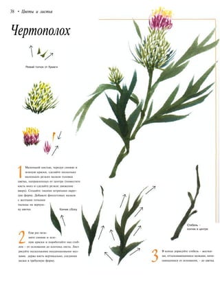 38 • Цветы и листья
Чертополох
Резкий толчок от бумаги
Маленькой кистью, чередуя синюю и
зеленую краски, сделайте несколько
маленьких резких мазков головки
цветка, направленных от центра (поместите
кисть вниз и сделайте резкое движение
вверх). Создайте такими штрихами округ-
лую форму. Добавьте фиолетовых мазков
с желтыми точками
пыльцы на верхуш-
ку цветка.
Еще раз возь-
мите синюю и зеле-
ную краски и поработайте над стеб-
лем - от основания до кончика листа. Лист
рисуйте несколькими неодинаковыми маз-
ками, держа кисть вертикально, соединяя
мазки в требуемую форму.
Стебель -
кончик в центре
В конце дорисуйте стебель - жестки-
ми, отталкивающимися мазками, начи-
нающимися от основания, - до цветка.
Кончик сбоку
 