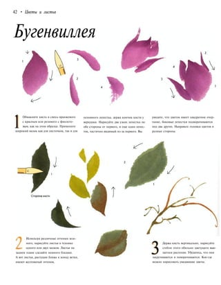 42 • Цветы и листья
Бугенвиллея
1
Обмакните кисть в смесь оранжевого
с красным или розового с фиолето-
вым, как на этом образце. Примените
широкий мазок как для листочков, так и для
основного лепестка, держа кончик кисти у
верхушки. Нарисуйте два узких лепестка по
обе стороны от первого, и еще один лепес-
ток, частично видимый из-за первого. Вы
увидите, что цветок имеет квадратное очер-
тание, боковые лепестки подворачиваются
под два других. Направьте головки цветов в
разные стороны.
Используя различные оттенки зеле-
ного, нарисуйте листья в технике
одного или двух мазков. Листья на
заднем плане сделайте немного бледнее.
А вот листья, растущие ближе к концу ветки,
имеют желтоватый оттенок.
3
Держа кисть вертикально, нарисуйте
стебли этого обильно цветущего вью-
щегося растения. Убедитесь, что они
закручиваются и поворачиваются. Кое-где
можно нарисовать увядающие цветы.
 
