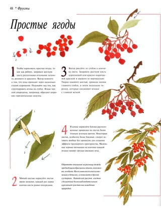 48 * Фрукты
Простые ягоды
1Чтобы нарисовать простые ягоды, та-
кие как рябину, заправьте жесткую
кисть различными оттенками зелено-
го, розового и красного. Всегда помните
о том, что плод проходит через несколько
стадий созревания. Подумайте над тем, как
сгруппировать ягоды на стебле. Ягоды чер-
ной смородины, например, образуют широ-
кие горизонтальные силуэты.
Мягкой кистью нарисуйте листья
двумя мазками, каждый раз держа
кончик кисти ровно посередине.
3
Всегда рисуйте от стебля к кончи-
ку листа. Заправьте жесткую кисть
коричневой или красно-коричне-
вой краской и держите ее вертикально.
Твердо нажмите кистью, проводя линию
главного стебля, и затем маленькие че-
ренки, которые соединяют ягодки
с главной веткой.
В конце нарисуйте близко располо-
женные прожилки на листах более
темным зеленым цветом. Некоторые
листья, особенно более бледные, следует ос-
тавить вообще без прожилок для создания
эффекта трехмерного пространства. Малень-
кие черные пятнышки на кончике каждой
ягодки оживят гроздья висящих ягод.
Обратите внимание наразницумежду
предыдущимобразцомиэтими,похожи-
ми,ягодами.Всеголишьнесколькоизме-
нений в деталях, и появляется другой
кустарник. Китайский рисунок кистью
сделаетвасболеенаблюдательным
иразовьетчувствонаслаждения
природой.
 