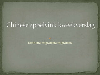 Eophona migratoria migratoria
 