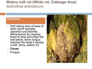 Chinese cabbage Diseases A lecture on ToT training of FFS By Mr Allah ...