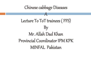 Chinese cabbage Diseases A lecture on ToT training of FFS By Mr Allah ...