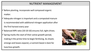 Chinese Chive underutilized veg armita .pdf