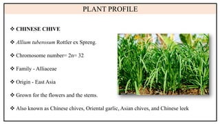 Chinese Chive underutilized veg armita .pdf