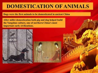 DOMESTICATION OF ANIMALS
Dogs were the first animals to be domesticated in ancient China
After millet domestication both pig and dog helped build
the Yangshao culture, one of northern China's most
important early civilizations.
 