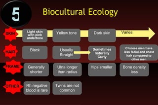 SKIN HAIR FRAME OTHER Generally shorter Light skin with pink undertone Black Dark skin Yellow tone Varies Usually Straight Sometimes naturally Curly Ulna longer than radius Bone density less Hips smaller  Chinese men have less facial and chest hair compared to other men Twins are not common Rh negative blood is rare Biocultural Ecology 5 