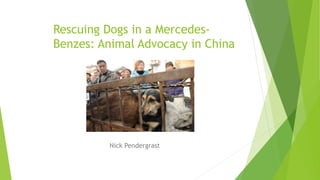 Rescuing Dogs in a Mercedes-
Benzes: Animal Advocacy in China
Nick Pendergrast
 