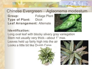 Chinese Evergreen  Aglaonema modestum   Group: Foliage Plant Type of Plant: Dicot Leaf Arrangement:  Alternate Identification: Long oval leaf with blocky silvery gray variegation Stem not usually very thick—about 1” max. Leaves held up fairly high into the air Looks a little bit like Dumb Cane   
