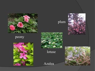plum

peony

lotuse
Azalea

 