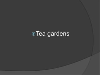 Tea

gardens

 