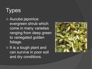 Types
Aucuba japonica:
evergreen shrub which
come in many varieties
ranging from deep green
to variegated golden
foliage.
 It is a tough plant and
can survive in poor soil
and dry conditions.


 