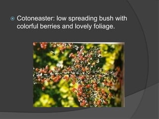 

Cotoneaster: low spreading bush with
colorful berries and lovely foliage.

 
