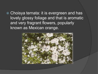 

Choisya ternata: it is evergreen and has
lovely glossy foliage and that is aromatic
and very fragrant flowers, popularly
known as Mexican orange.

 