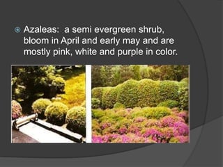 

Azaleas: a semi evergreen shrub,
bloom in April and early may and are
mostly pink, white and purple in color.

 