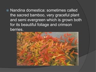 

Nandina domestica: sometimes called
the sacred bamboo, very graceful plant
and semi evergreen which is grown both
for its beautiful foliage and crimson
berries.

 