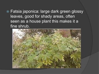

Fatsia japonica: large dark green glossy
leaves, good for shady areas, often
seen as a house plant this makes it a
fine shrub.

 