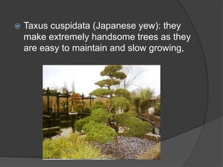 

Taxus cuspidata (Japanese yew): they
make extremely handsome trees as they
are easy to maintain and slow growing,

 