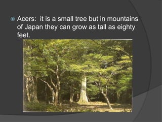 

Acers: it is a small tree but in mountains
of Japan they can grow as tall as eighty
feet.

 