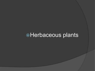 Herbaceous

plants

 