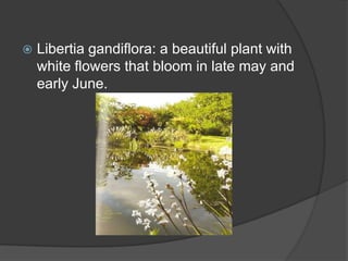 

Libertia gandiflora: a beautiful plant with
white flowers that bloom in late may and
early June.

 