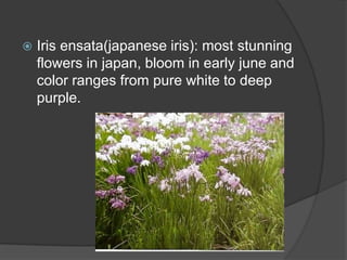 

Iris ensata(japanese iris): most stunning
flowers in japan, bloom in early june and
color ranges from pure white to deep
purple.

 