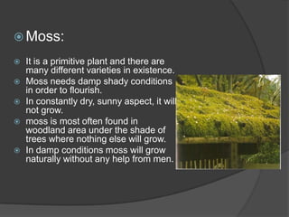  Moss:







It is a primitive plant and there are
many different varieties in existence.
Moss needs damp shady conditions
in order to flourish.
In constantly dry, sunny aspect, it will
not grow.
moss is most often found in
woodland area under the shade of
trees where nothing else will grow.
In damp conditions moss will grow
naturally without any help from men.

 