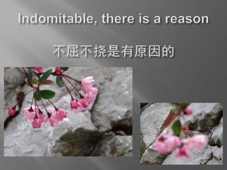 Chinese imperfect, yet indomitable  中国不完善，但顽强的