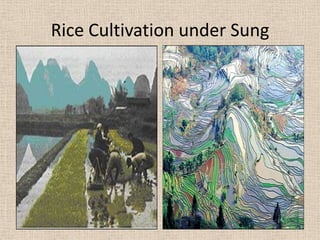 Rice Cultivation under Sung
 