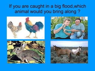 If you are caught in a big flood,which animal would you bring along ? 