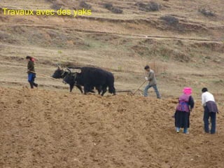 Travaux avec des yaks

 