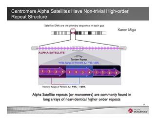 Centromere Alpha Satellites Have Non-trivial High-order
Repeat Structure
28
Karen Miga
 
