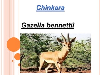 Chinkara
Gazella bennettii
 