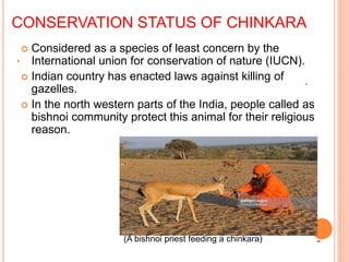 CONSERVATION STATUS OF CHINKARA
 Considered as a species of least concern by the
International union for conservation of nature (IUCN).
 Indian country has enacted laws against killing of
gazelles.
 In the north western parts of the India, people called as
bishnoi community protect this animal for their religious
reason.
(A bishnoi priest feeding a chinkara)
 