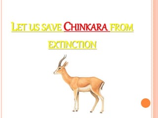 LET US SAVE CHINKARA FROM
EXTINCTION
 