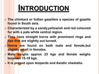 INTRODUCTION
 The chinkara or Indian gazelleis a species of gazelle
found in South asia.
 Characterized by a sandy,yellowish and red coloured
fur with a pale white ventral region.
 They have straight horns with prominent rings and
tips that are slightly out turned.
 Horns are found on both male and female,but
slightly small in females.
 Male weighs approx 23 kgs and female weighs
between 15-18 kgs.
 It is preyed upon leopards and Asiatic cheetahs.
 