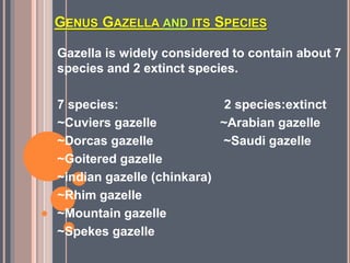 GENUS GAZELLA AND ITS SPECIES
Gazella is widely considered to contain about 7
species and 2 extinct species.
7 species: 2 species:extinct
~Cuviers gazelle ~Arabian gazelle
~Dorcas gazelle ~Saudi gazelle
~Goitered gazelle
~indian gazelle (chinkara)
~Rhim gazelle
~Mountain gazelle
~Spekes gazelle
 