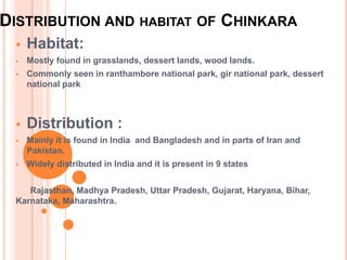 DISTRIBUTION AND HABITAT OF CHINKARA
 Habitat:
 Mostly found in grasslands, dessert lands, wood lands.
 Commonly seen in ranthambore national park, gir national park, dessert
national park
 Distribution :
 Mainly it is found in India and Bangladesh and in parts of Iran and
Pakistan.
 Widely distributed in India and it is present in 9 states
Rajasthan, Madhya Pradesh, Uttar Pradesh, Gujarat, Haryana, Bihar,
Karnataka, Maharashtra.
 